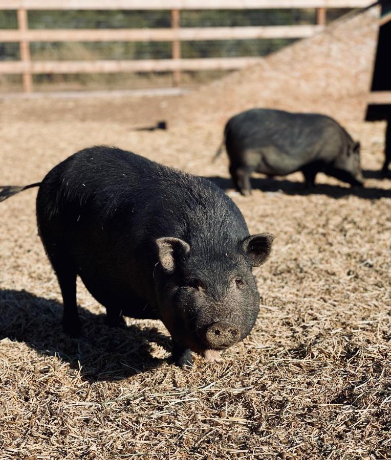 Rustic Farm Stay Temecula Luaran gambar